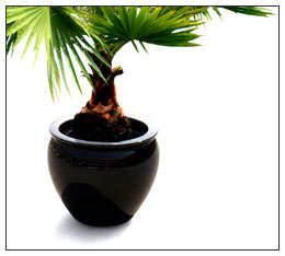 Fibreglass Planter - Bowl Shape