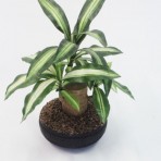 40CM HAPPY PLANT(Only Plant)