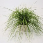 LONG MONDO GRASS GREEN/WHITE