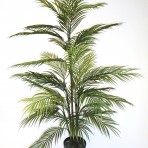 ARECA PALM 120CM HIGH