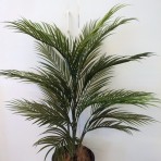 ARECA PALM 90CM HIGH