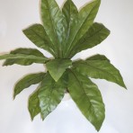 BIRDSNEST FERN