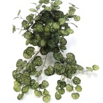 SAXIFRAGA X 180 LEAVES