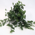 SYNGONIUM X 180 LEAVES