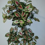 CALADIUM X 180 LEAVES