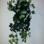 ENGLISH IVY X 180 LEAVES