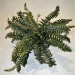 LARGE SWORD FERN
