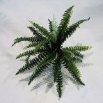 BOSTON FERN X 31 LEAVES