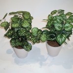 SAXIFRAGA X 64 LEAVES