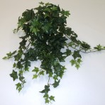 ENGLISH IVY X 214 LEAVES