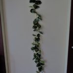 POTHOS GARLAND 180CM X 76 LEAVES
