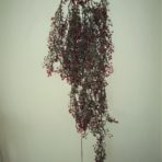 RED SHELL BUSH 100CM