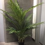 ARECA PALM 115CM POTTED