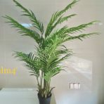 ARECA PALM 145CM POTTED