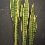 SANSEVIERIA 55CM