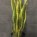 SANSEVIERIA 68CM POTTED