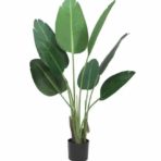 STRELITZIA 125CM HIGH