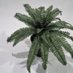 BOSTON FERN X 24 LEAVES