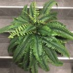 BOSTON FERN X 62 LEAVES