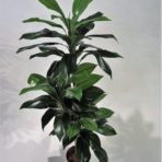 DRACEANA JANET CRAIG 150CM