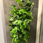 POTHOS BUSH 95CM