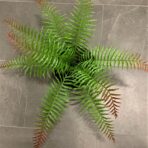 BOSTON FERN
