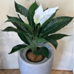 SPATHIPHYLLUM 70CM