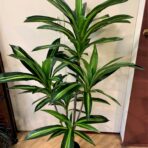 HAPPY PLANT 130CM POTTED