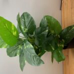 POTHOS 70CM POTTED