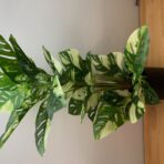VARIEGATED SPLIT PHILO 70CM