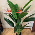 STRELITZIA WITH 2 FLOWERS 110CM POTTED