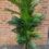198CM MULTISTEM PALM