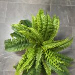 BOSTON FERN X 48 LEAVES