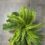 BOSTON FERN X 48 LEAVES